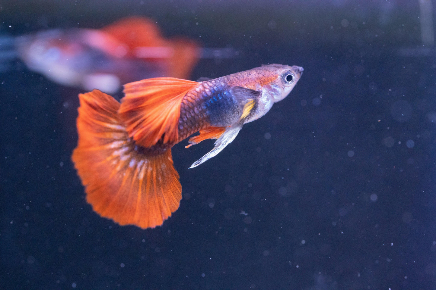 Half Black Red Rose Guppy Fish