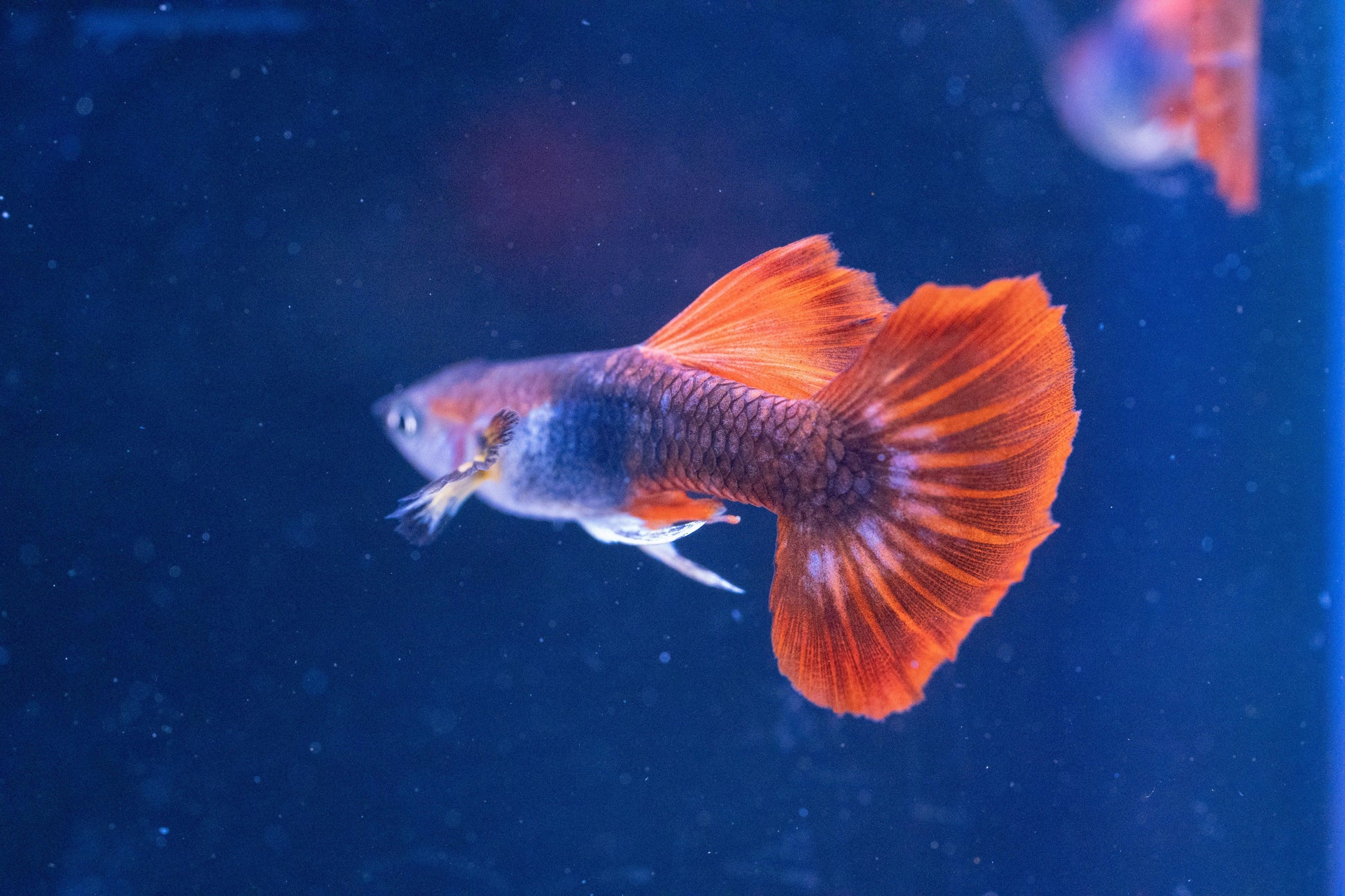 Half Black Red Rose Guppy Fish