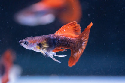 Half Black Red Rose Guppy Fish