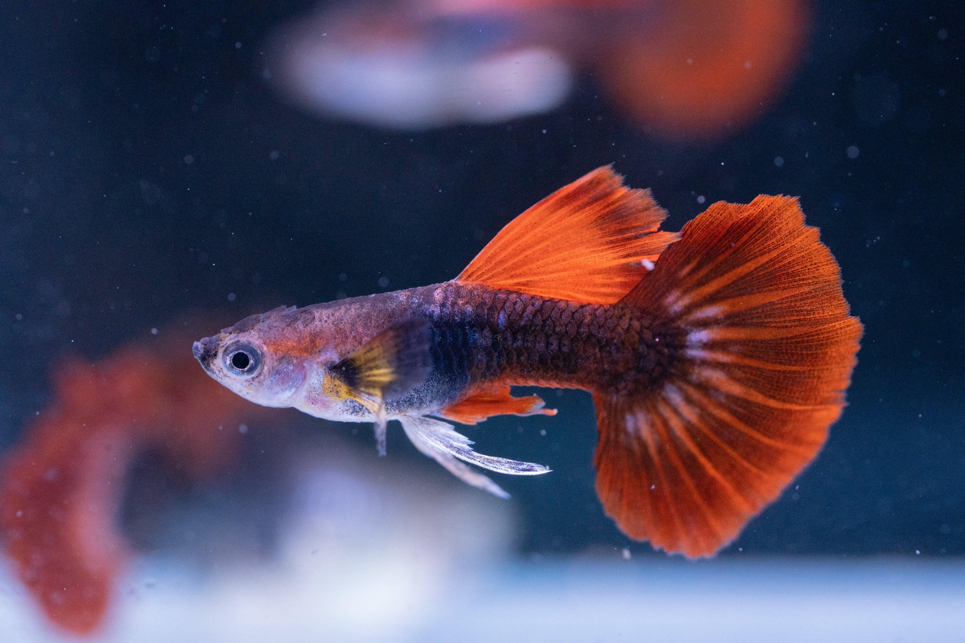 Half Black Red Rose Guppy Fish