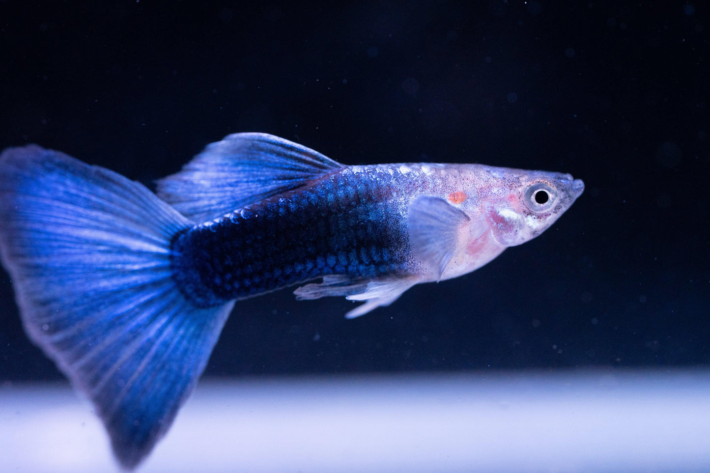 Half Black Blue Guppy Fish