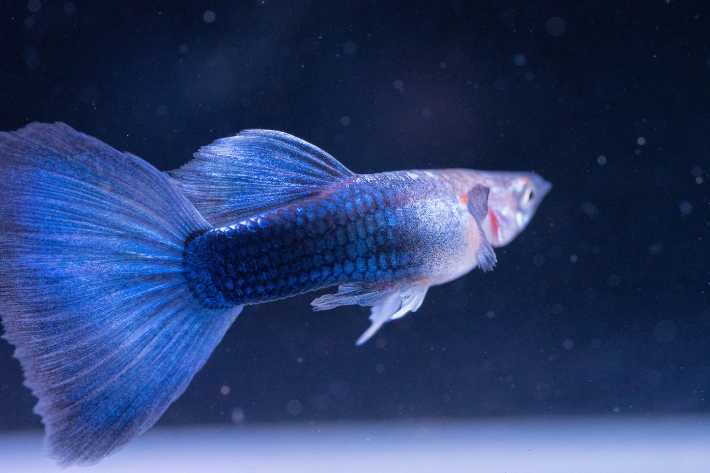 Half Black Blue Guppy Fish