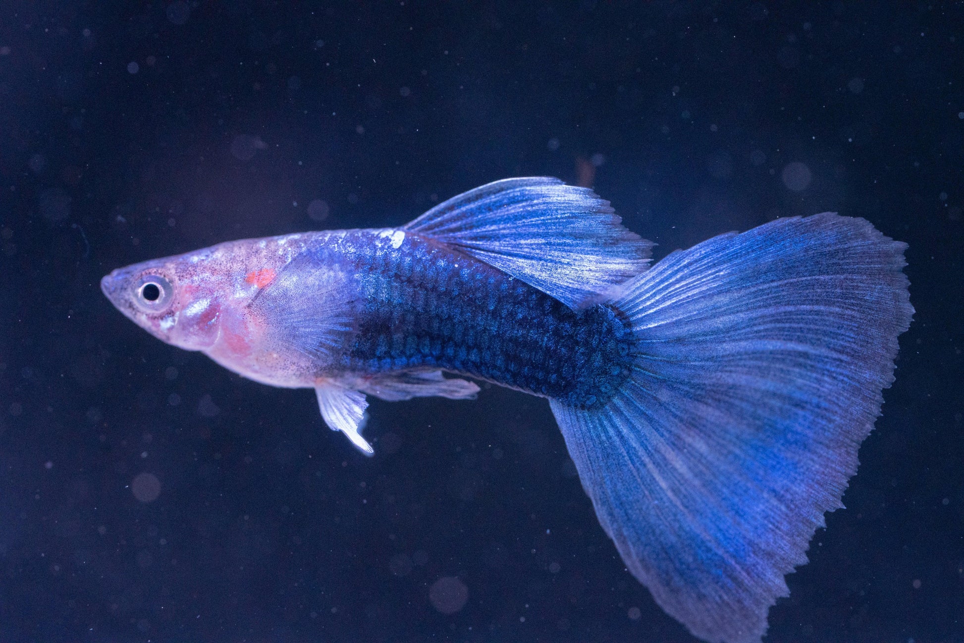 Half Black Blue Guppy Fish