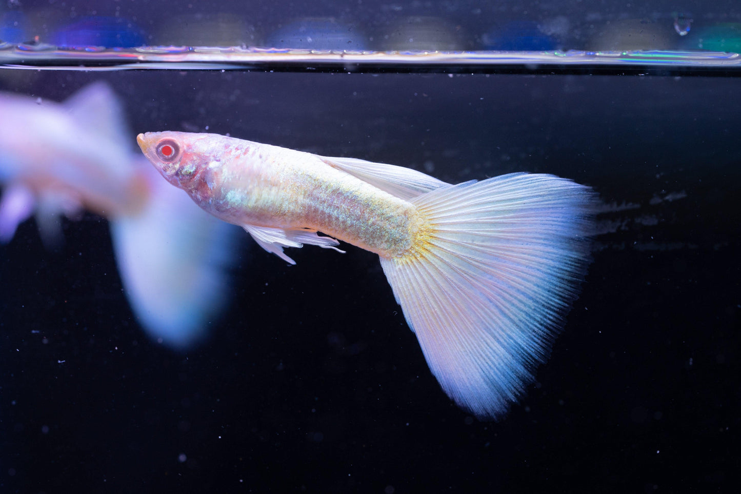 Albino Full White Platinum Guppy Fish