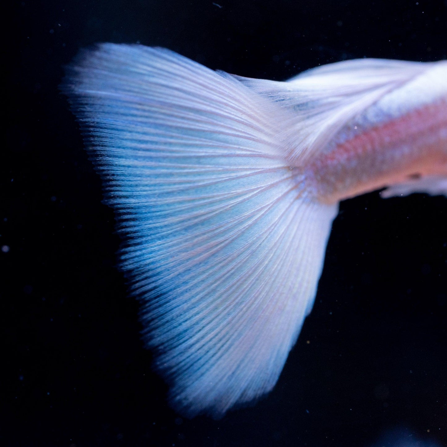 Albino Full White Platinum Guppy Fish