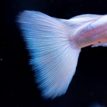 Albino Full White Platinum Guppy Fish