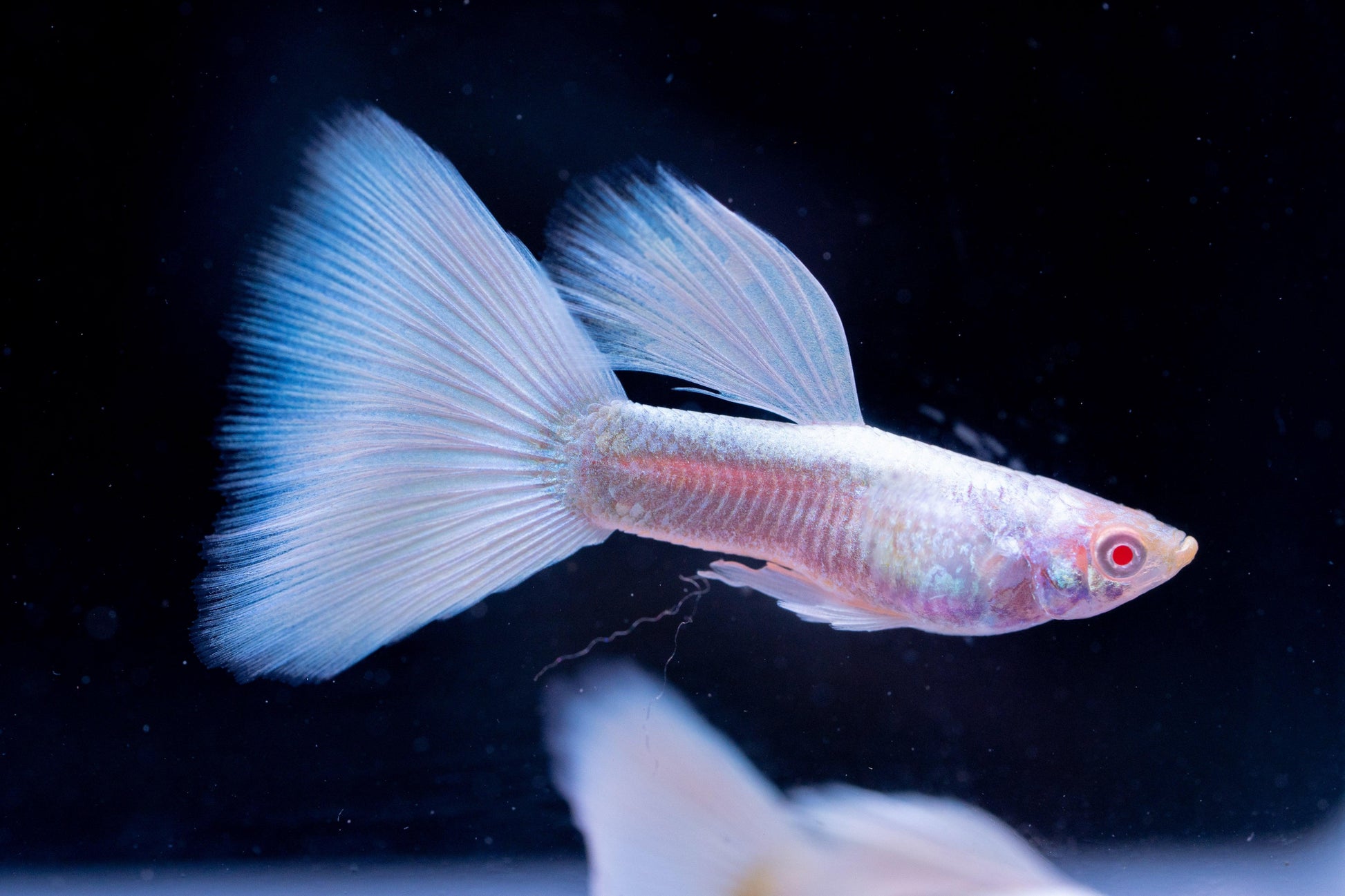 Albino Full White Platinum Guppy Fish