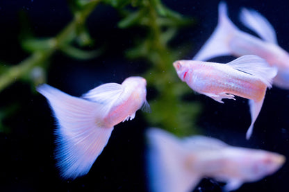 Albino Full White Platinum Guppy Fish