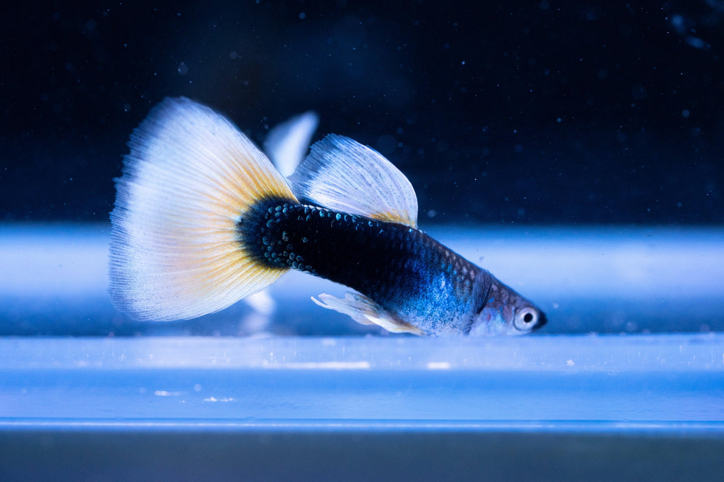 Half Black Yellow Guppy Fish