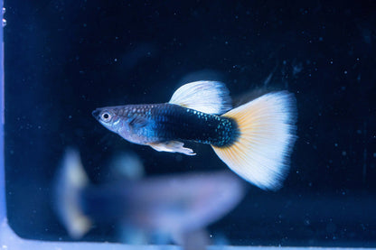 Half Black Yellow Guppy Fish