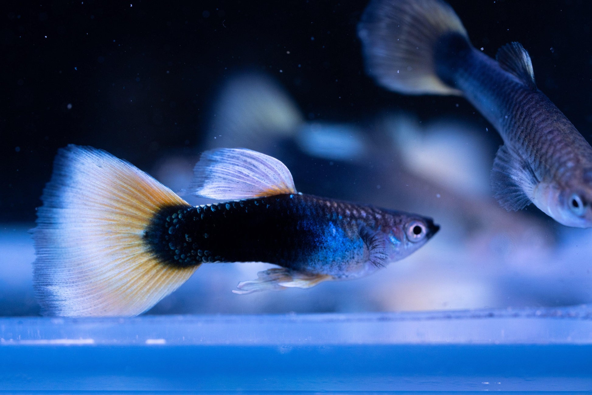 Half Black Yellow Guppy Fish