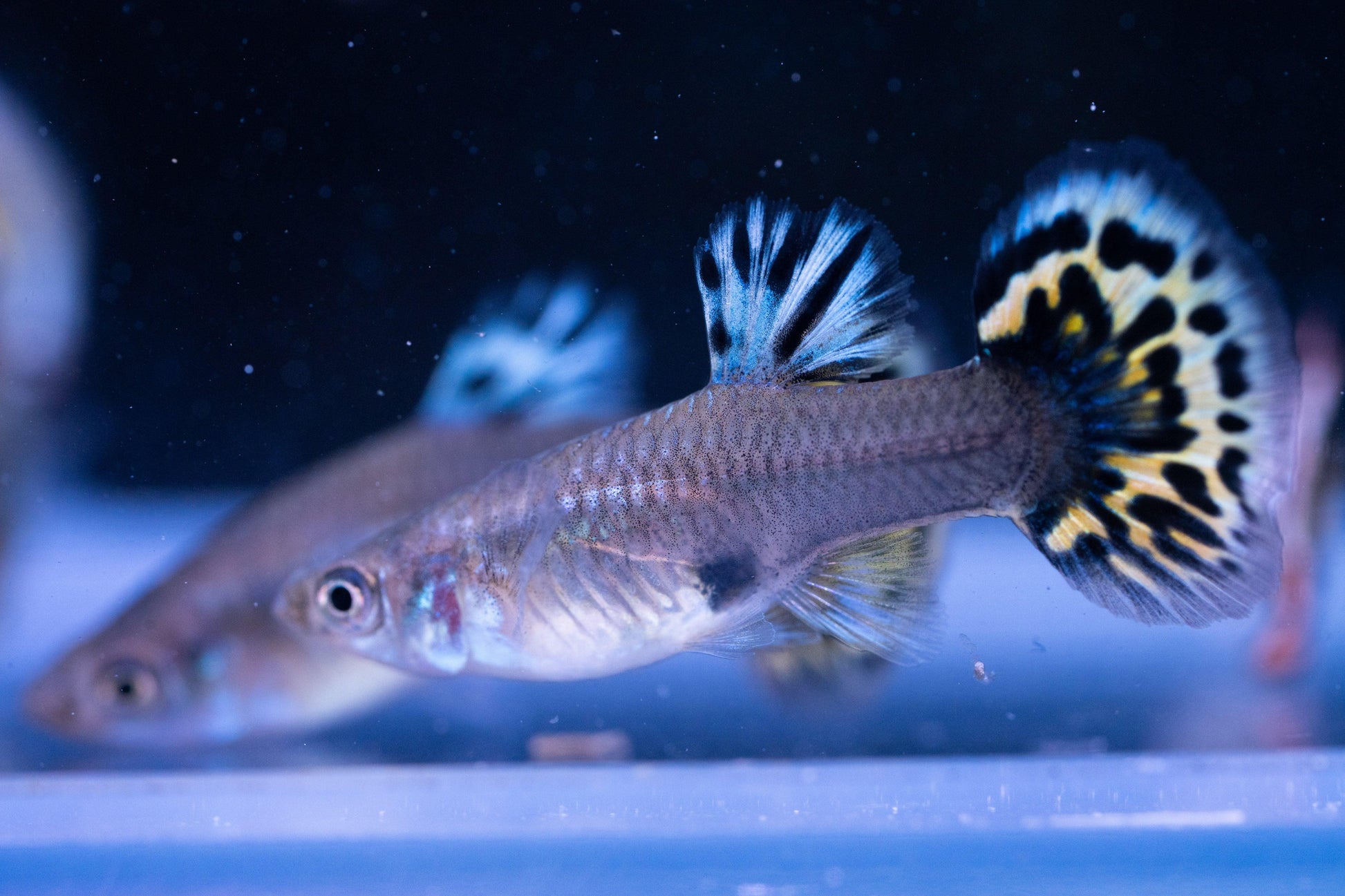 Tiger Halfmoon Guppy Fish