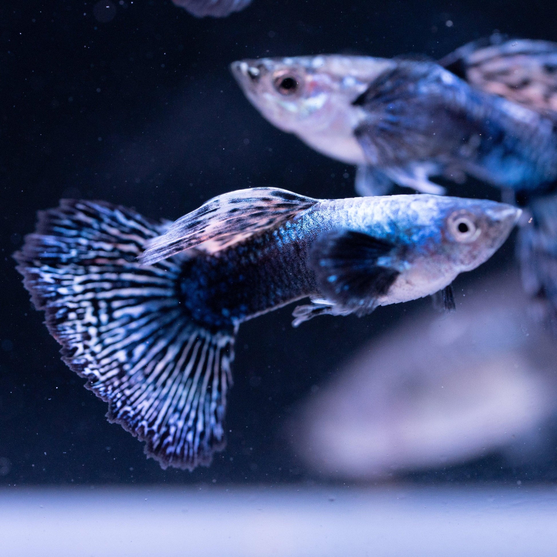 Blue Dragon Guppy Fish