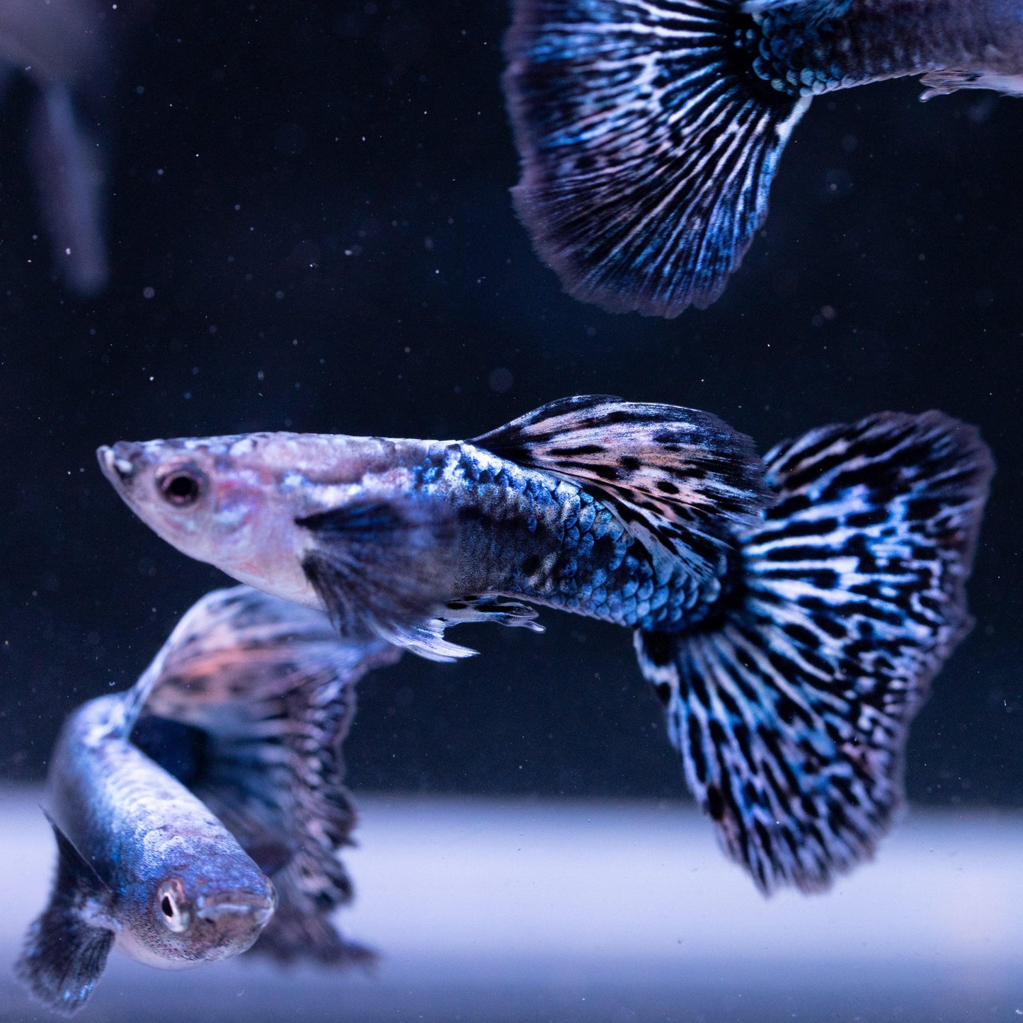 Blue Dragon Guppy Fish