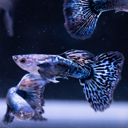 Blue Dragon Guppy Fish