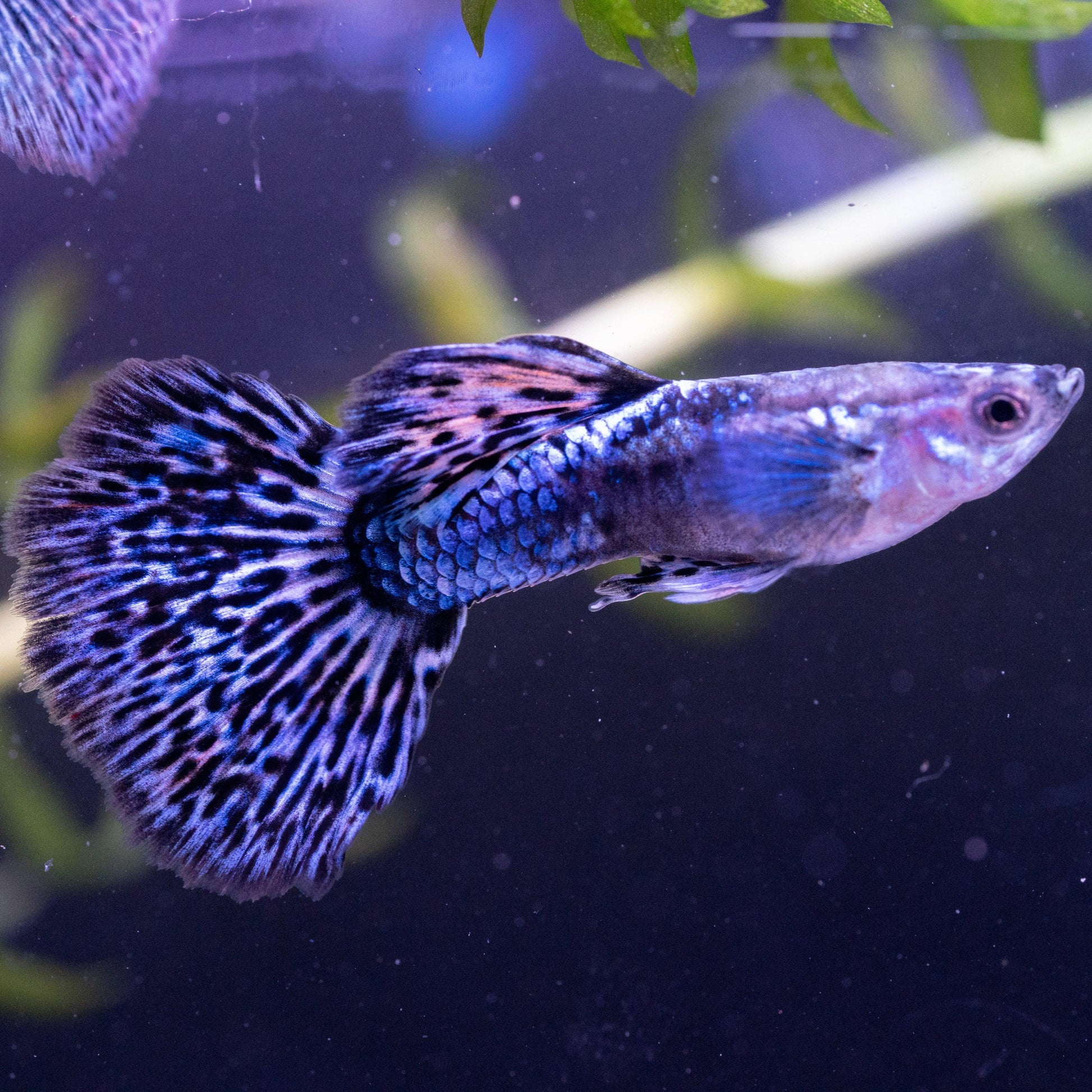 Blue Dragon Guppy Fish