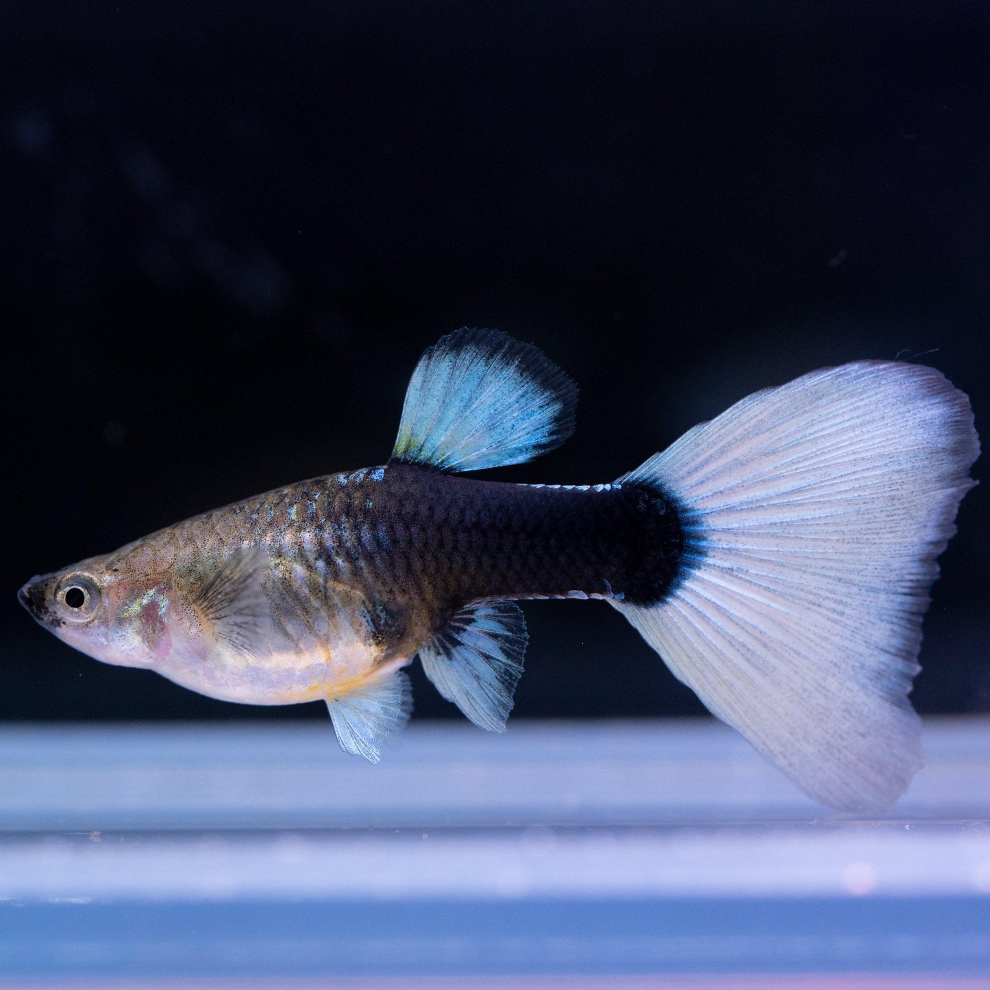 Half Black White Guppy Fish