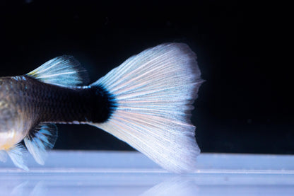 Half Black White Guppy Fish