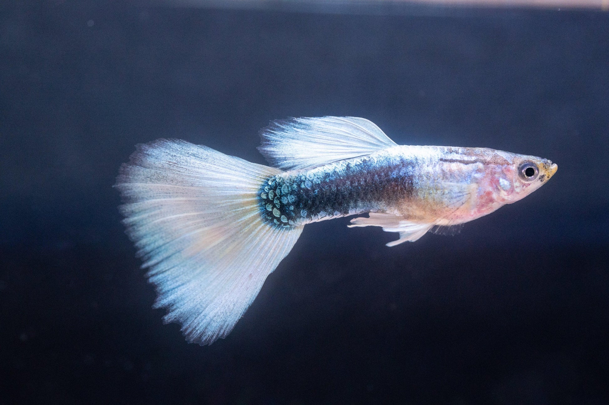 Half Black White Guppy Fish