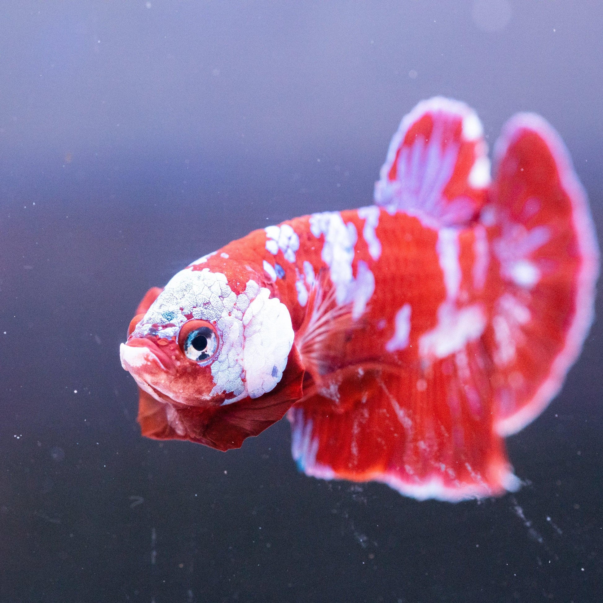 Koi Red Galaxy Cloud Plakat Male Betta Fish