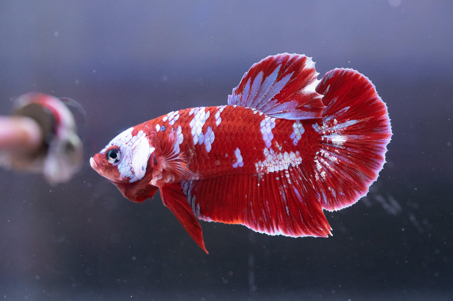 Koi Red Galaxy Cloud Plakat Male Betta Fish