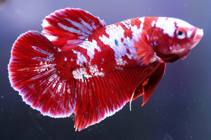 Koi Red Galaxy Cloud Plakat Male Betta Fish