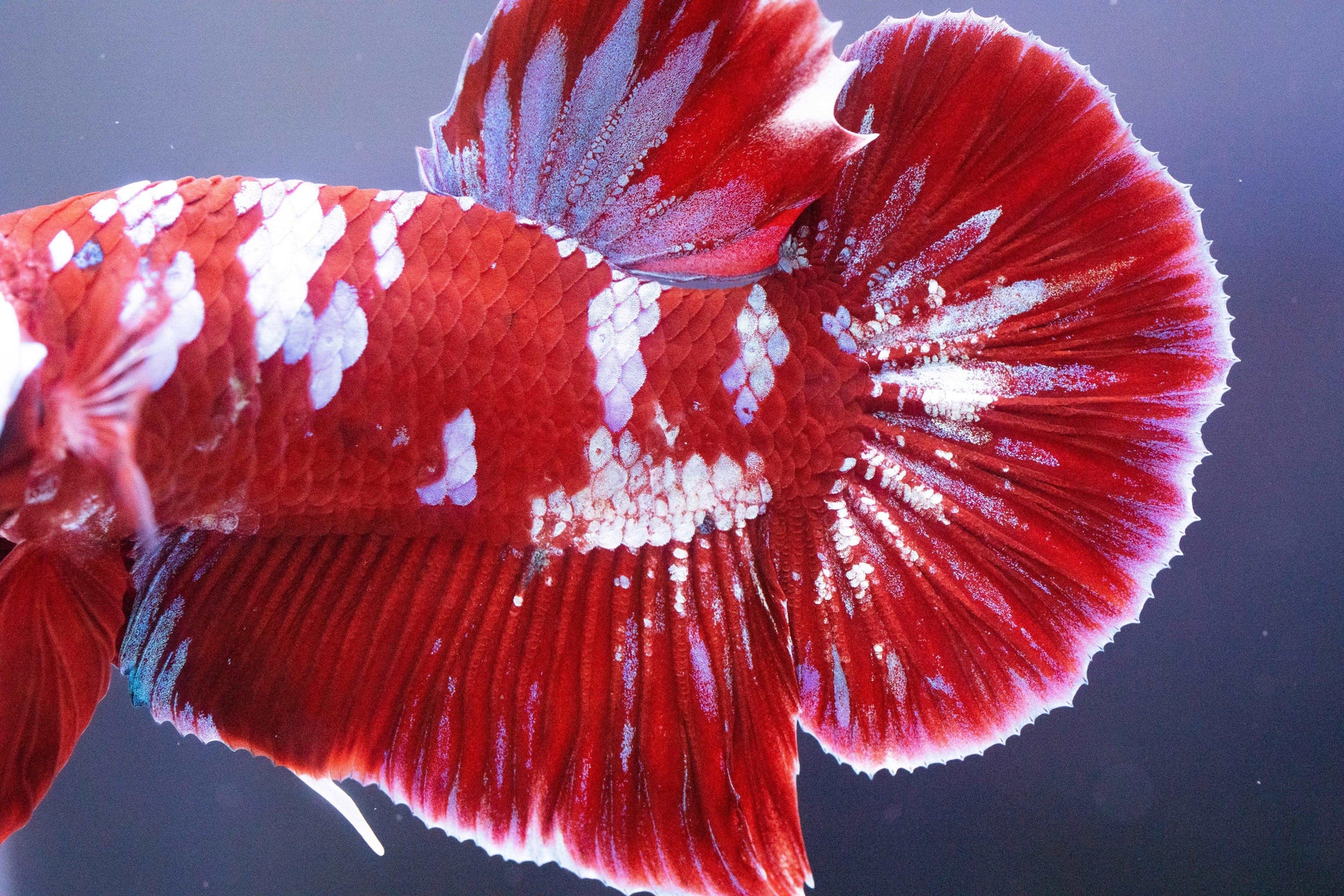 Koi Red Galaxy Cloud Plakat Male Betta Fish