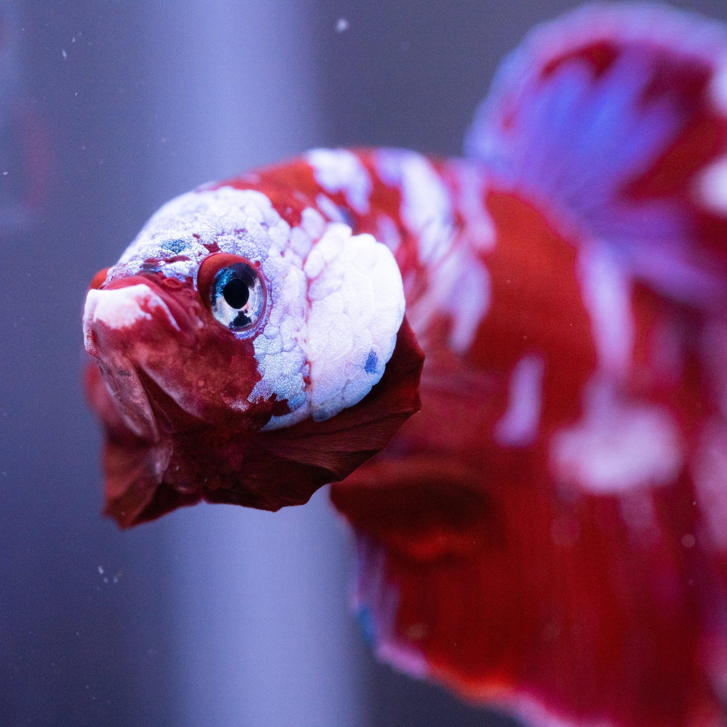 Koi Red Galaxy Cloud Plakat Male Betta Fish