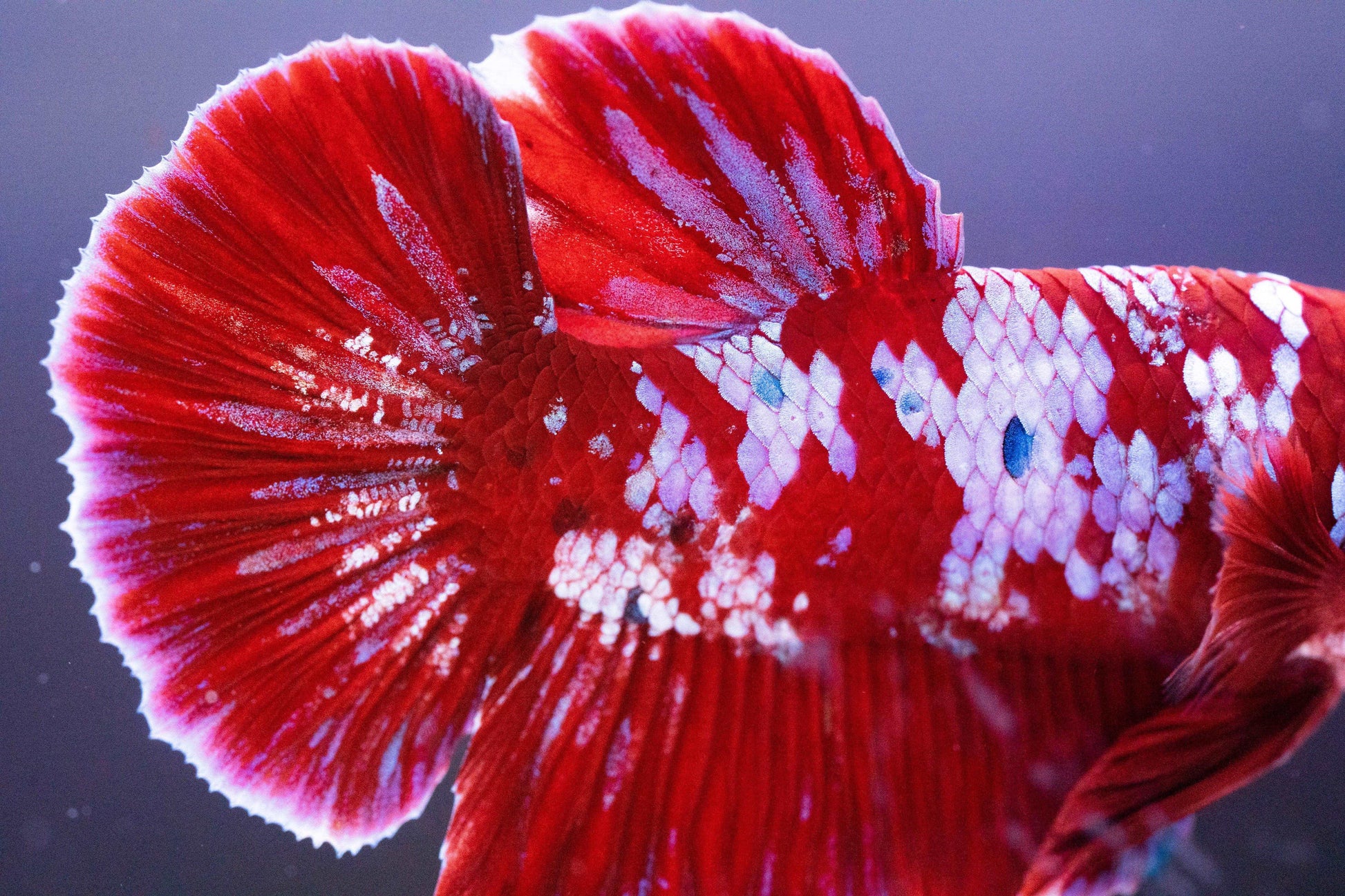 Koi Red Galaxy Cloud Plakat Male Betta Fish