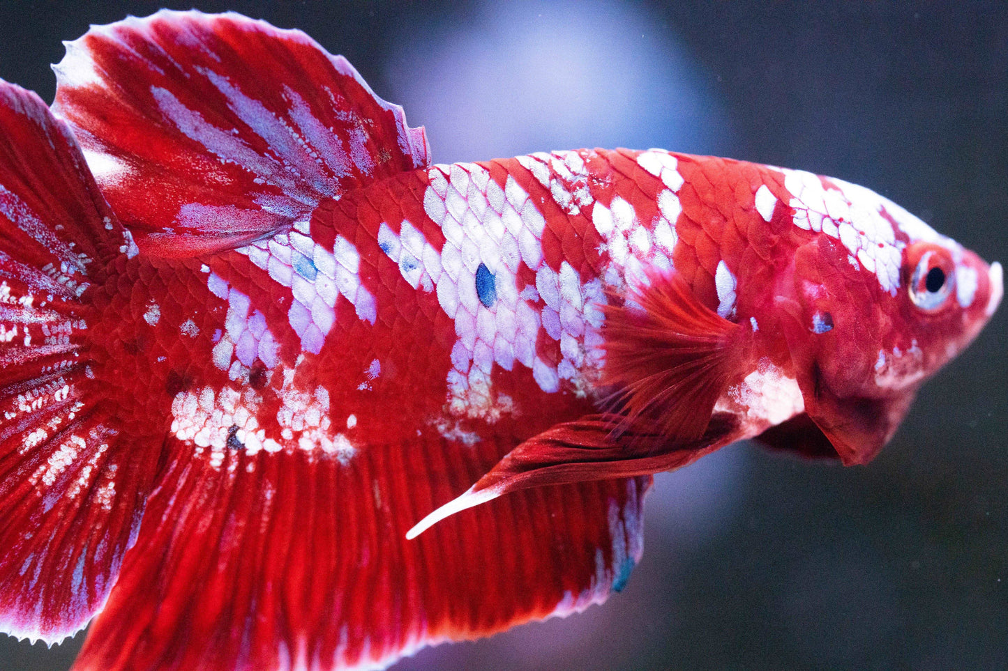 Koi Red Galaxy Cloud Plakat Male Betta Fish