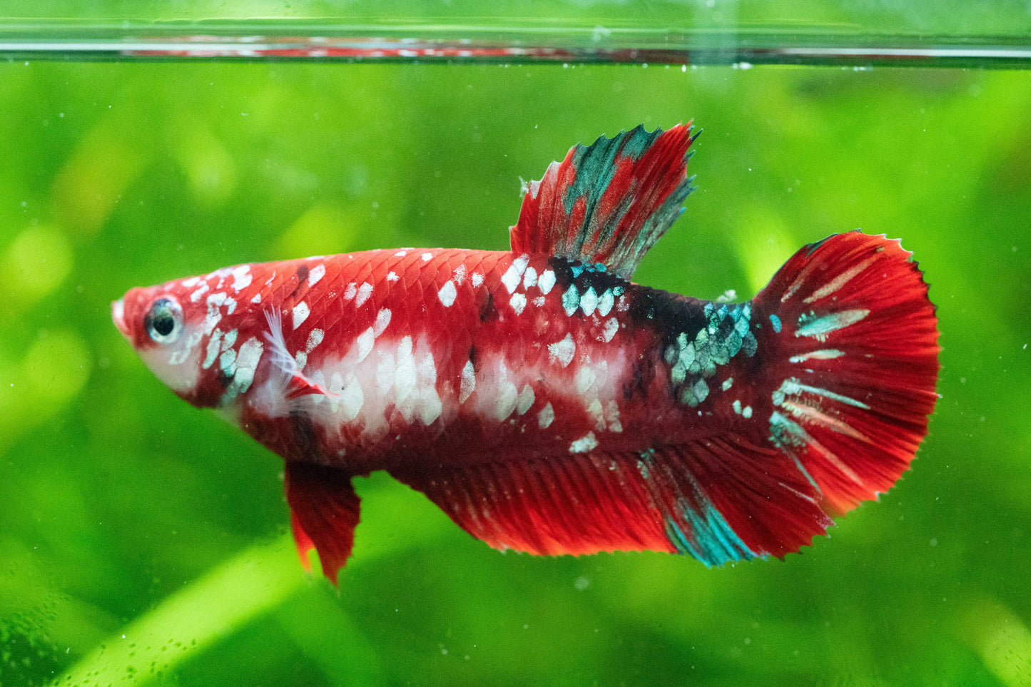 Female Betta Fish Koi Red Galaxy Plakat