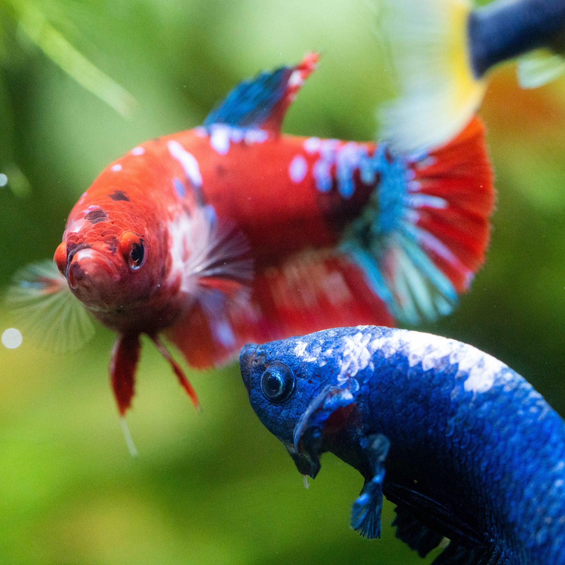 Female Betta Fish Koi Red Galaxy Plakat