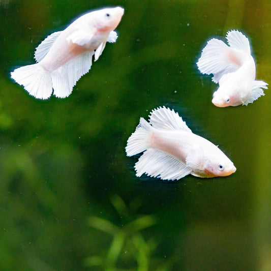 Female Betta Fish Dumbo White Halfmoon