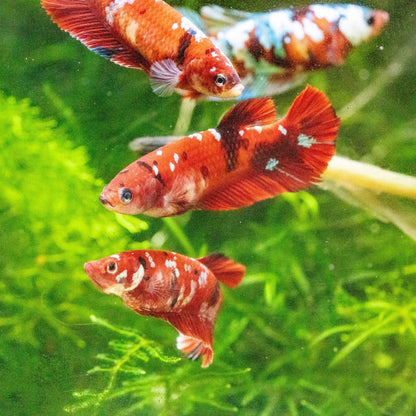 Female Betta Fish Koi Red Galaxy Plakat