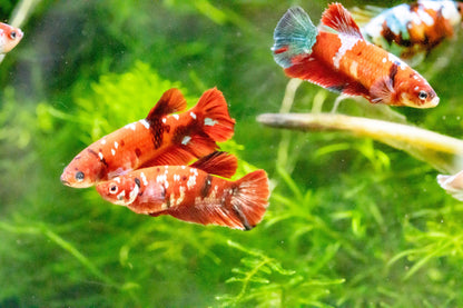 Female Betta Fish Koi Red Galaxy Plakat