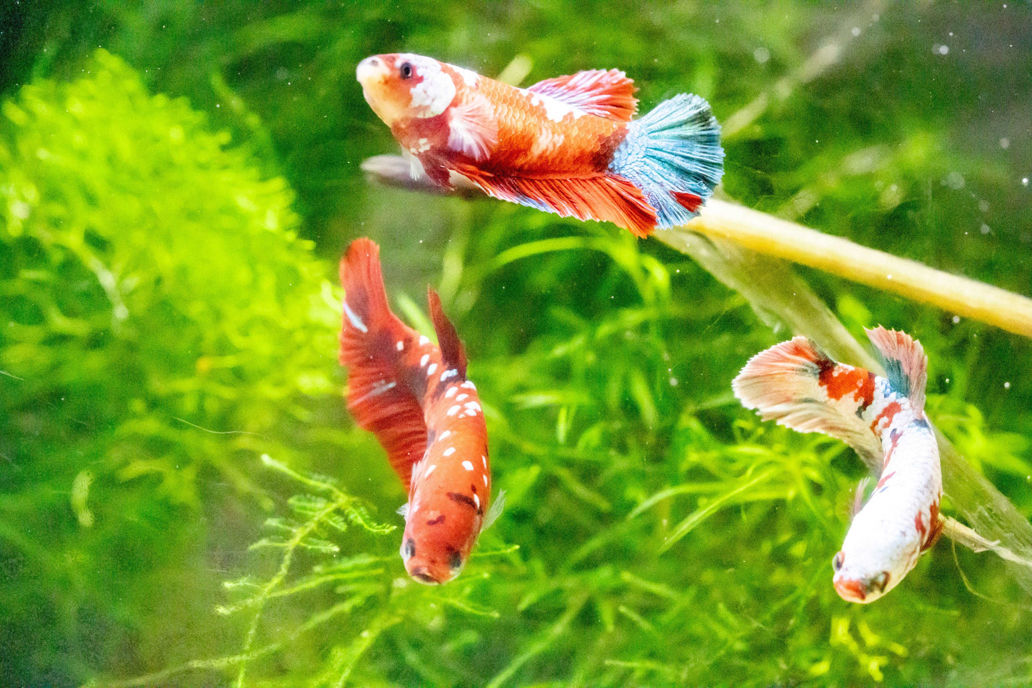 Female Betta Fish Koi Red Galaxy Plakat