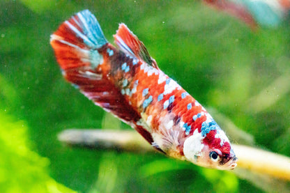 Female Betta Fish Koi Red Galaxy Plakat