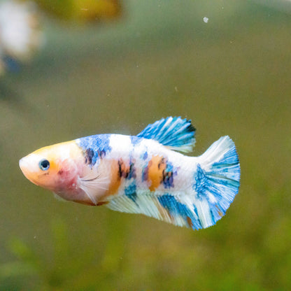 Female Betta Fish Koi Yellow Galaxy