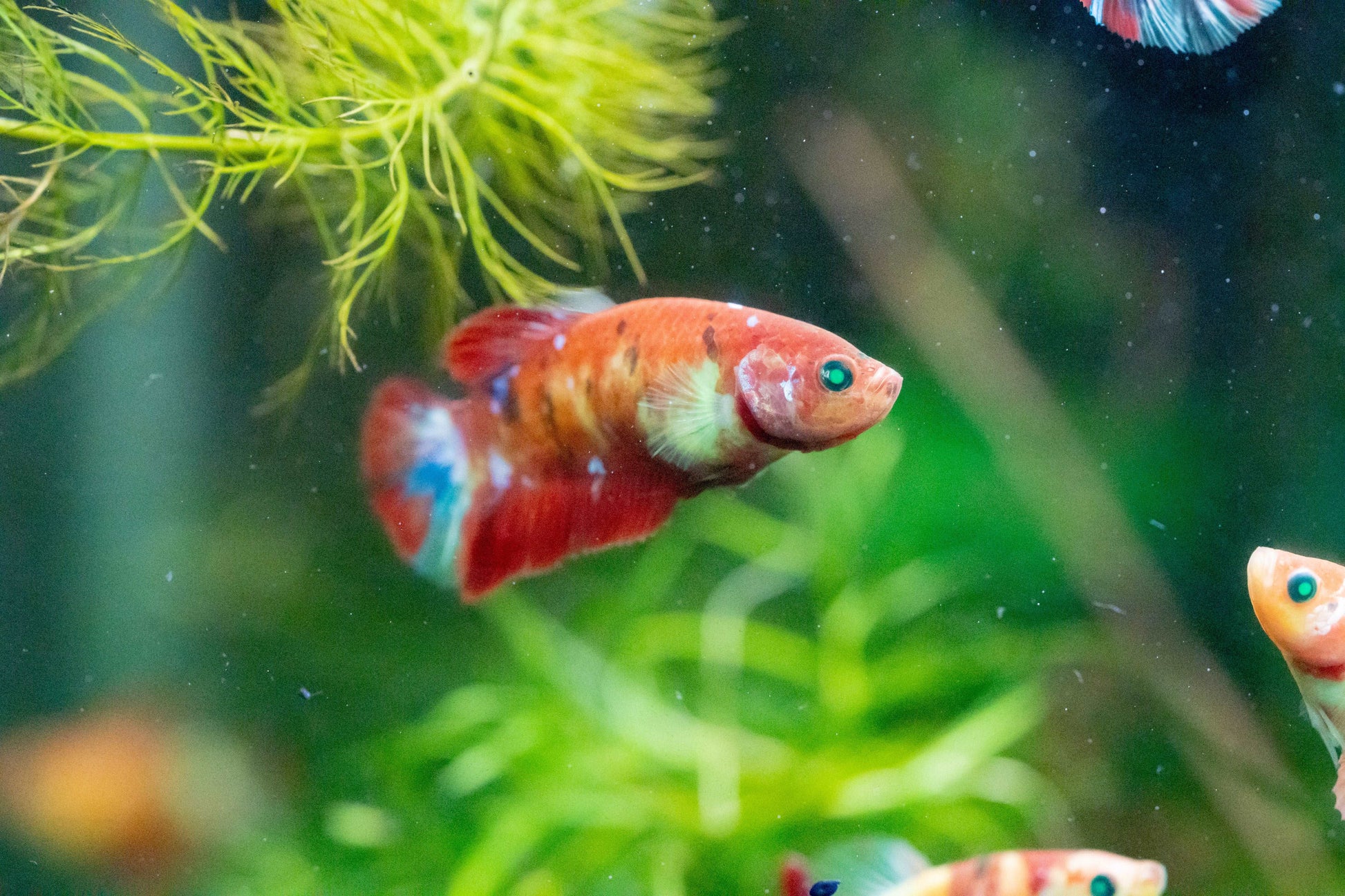 Female Betta Fish Koi Nemo Neon Plakat