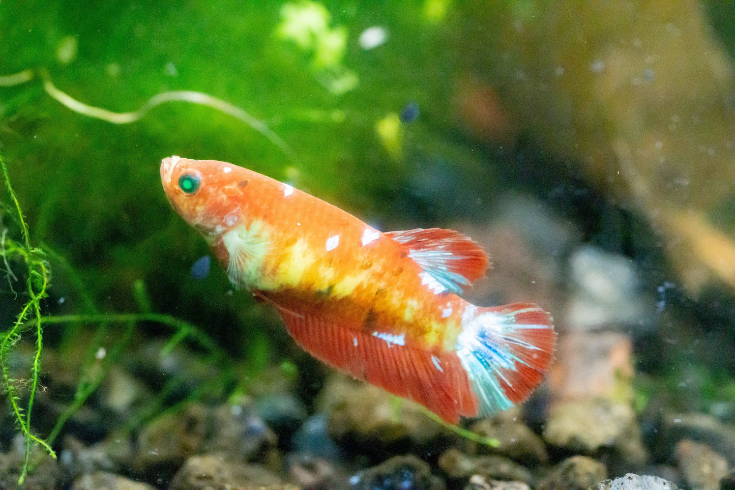 Female Betta Fish Koi Nemo Neon Plakat