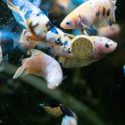 Female Betta Fish Koi Yellow Galaxy