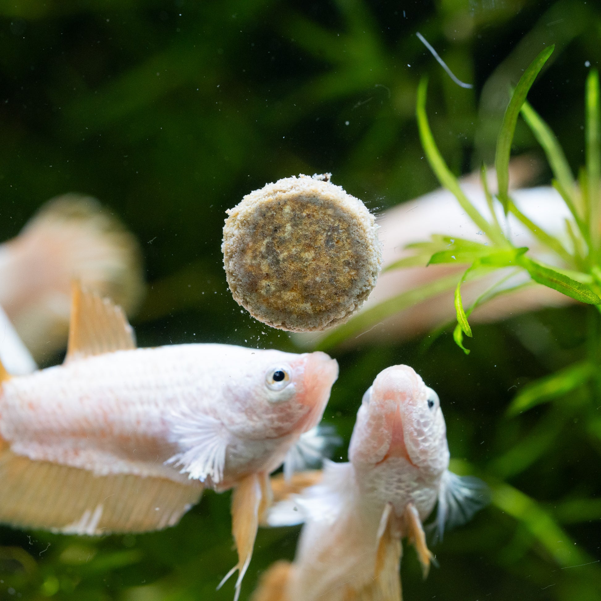 Yellow Dragon Plakat Female Betta Fish