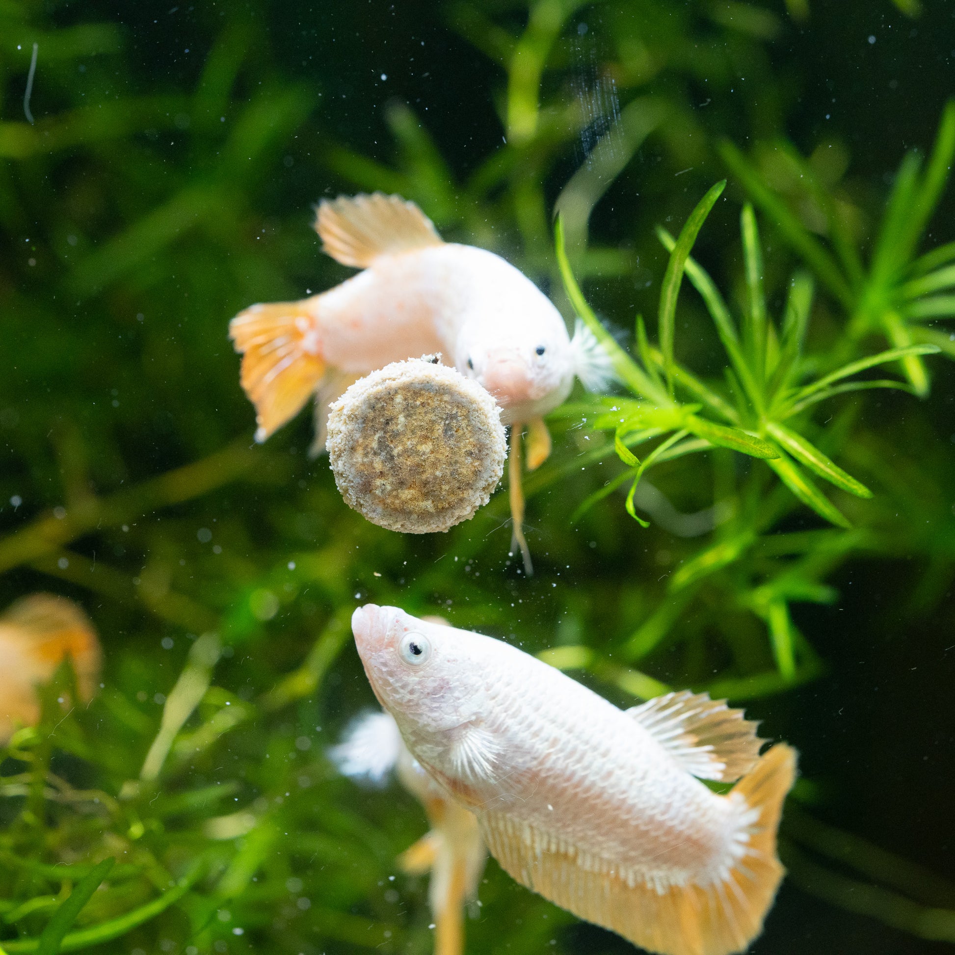 Yellow Dragon Plakat Female Betta Fish