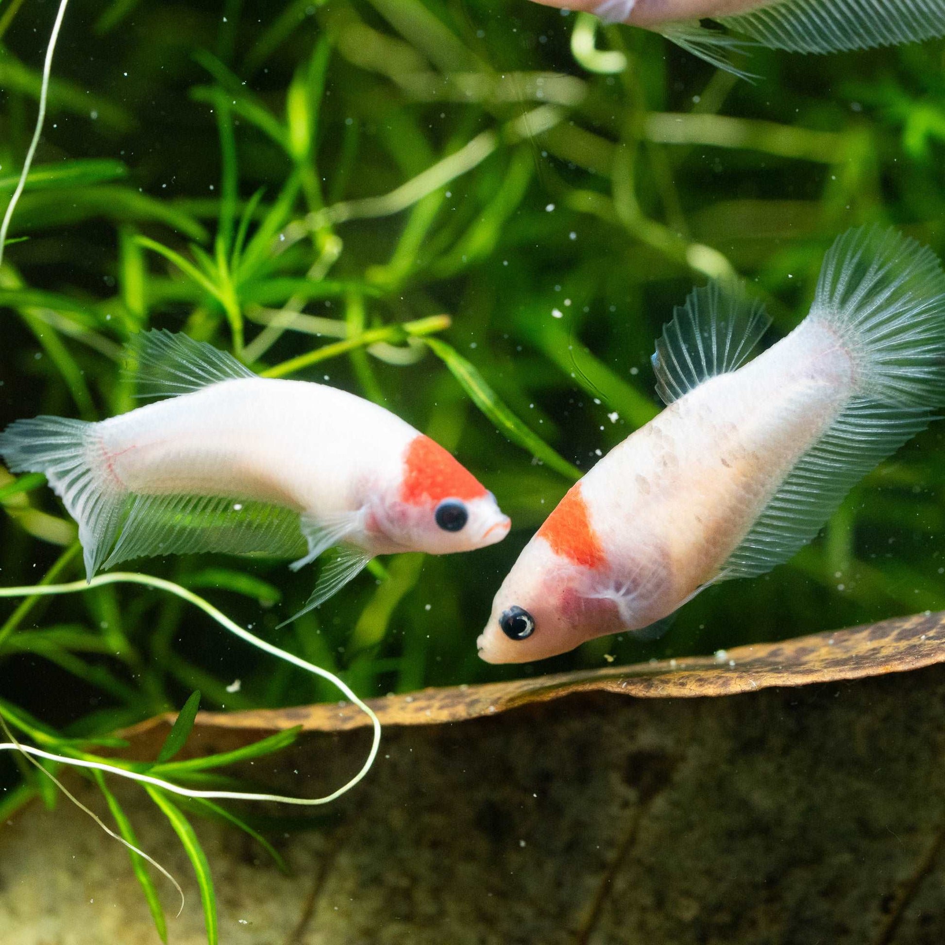 Tancho Female Betta Fish