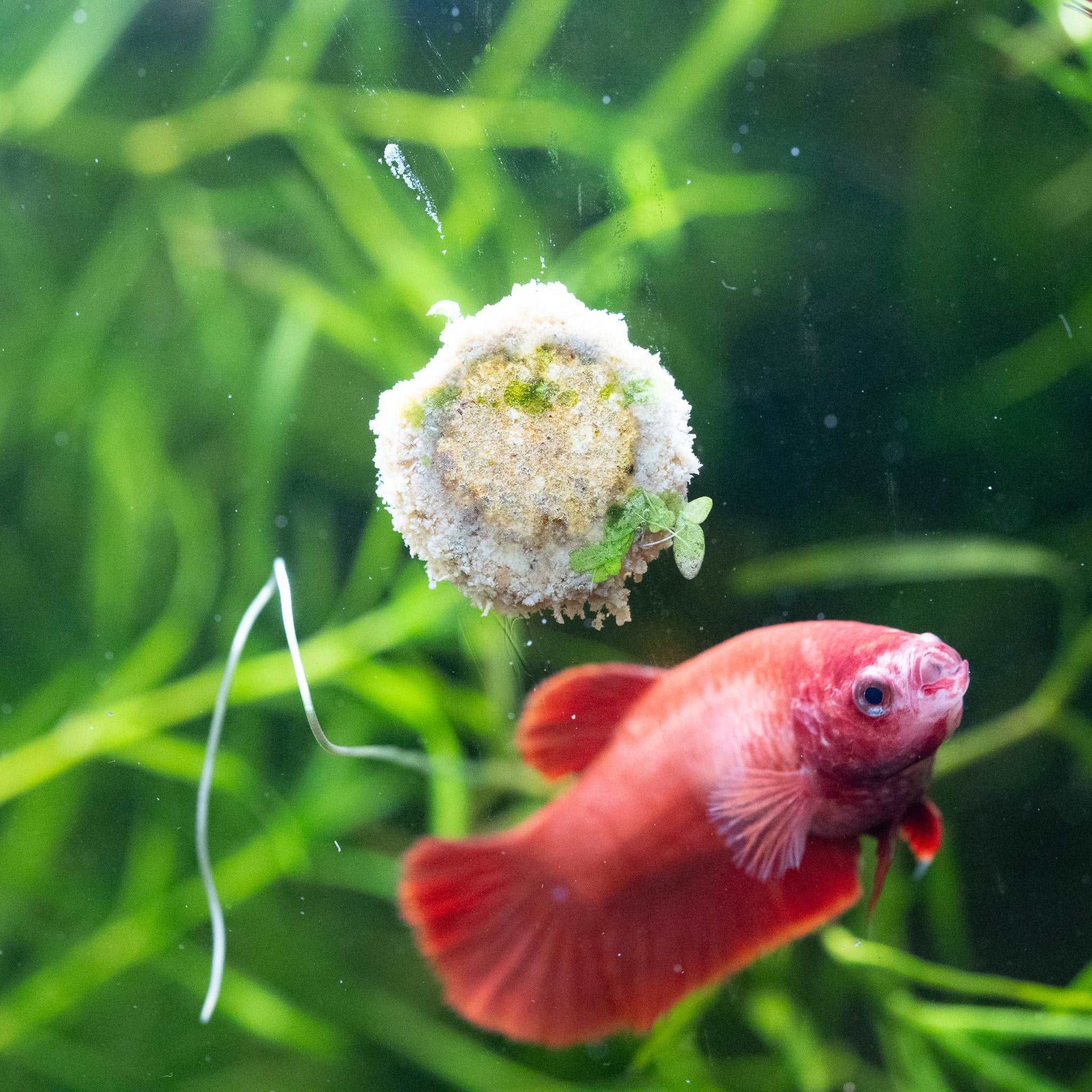 Super Red Female Betta Fish