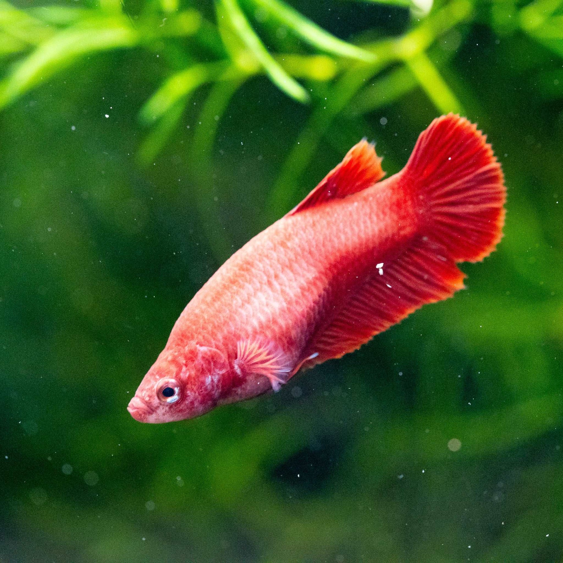 Super Red Female Betta Fish