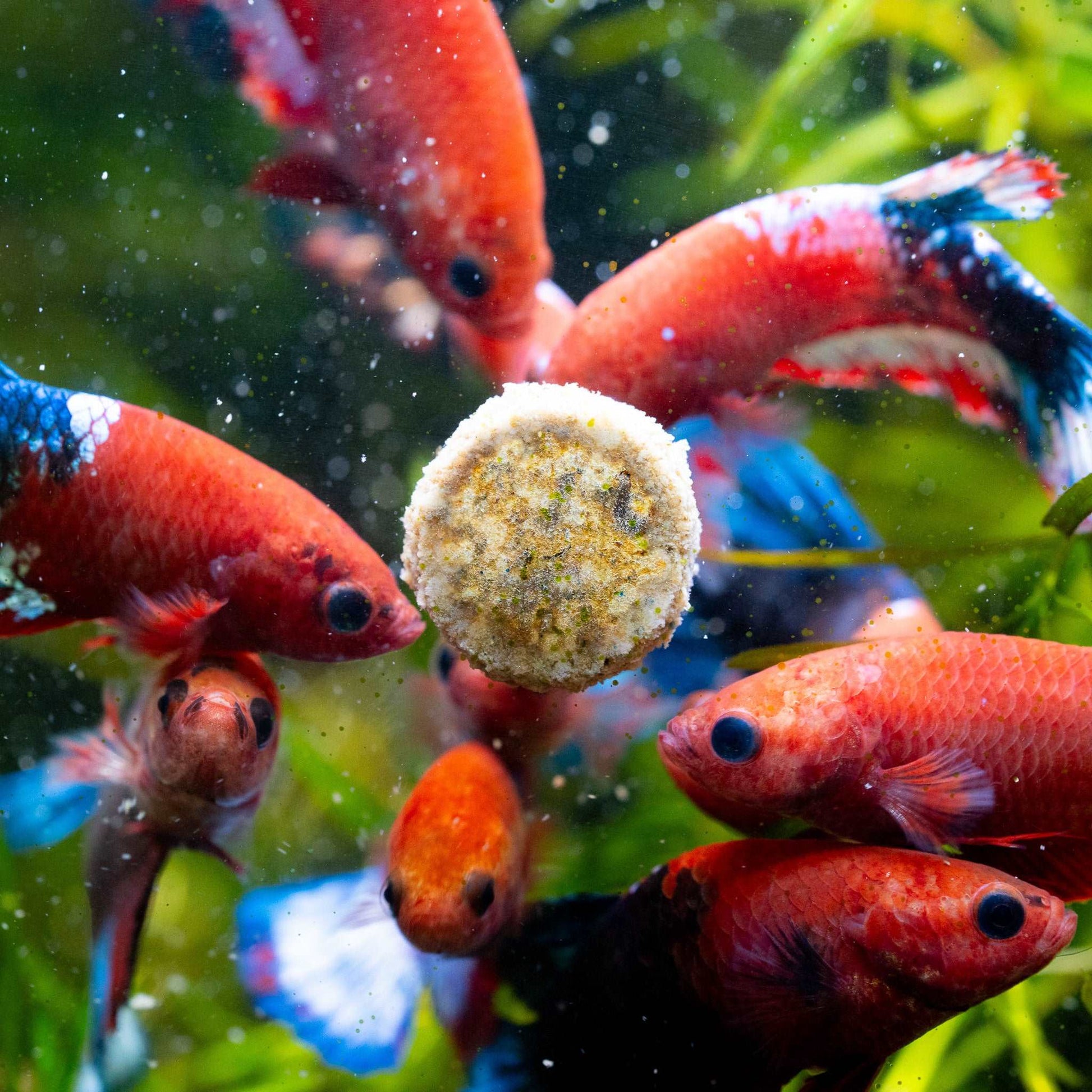 Fancy Red Star Female Betta Fish