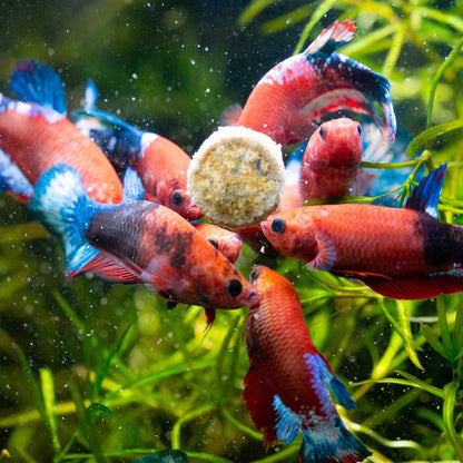 Fancy Red Star Female Betta Fish