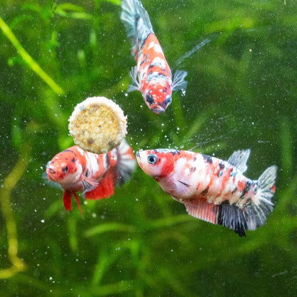 Koi Red Copper Female Betta Fish