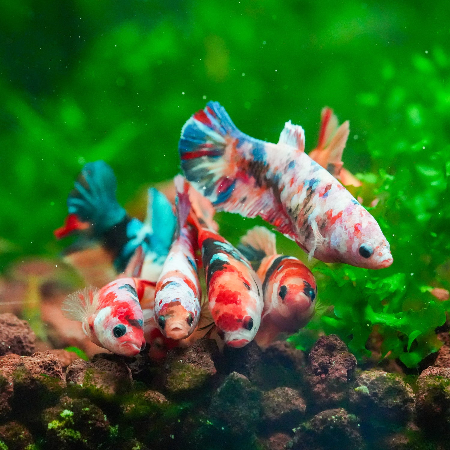 Koi Nemo Female Betta Fish Sorority | Successful sorority pack 